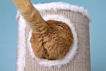 Funny cat butt looks out of the hole of a scratching post. 