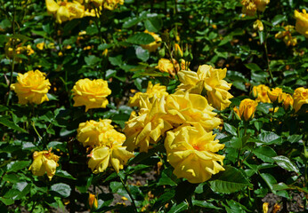 żółte róże (Rosa )