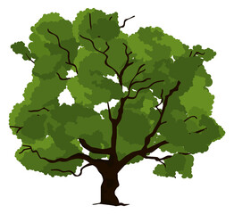 Summer forest tree. Green oak. Growing plant