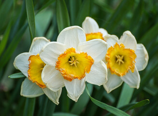 daffodils in the garden