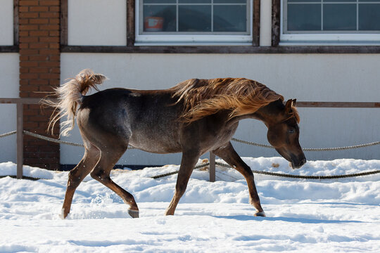 Beautiful arabian chestnut horse running on winter background, portrait in motion