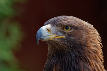 Fototapeta premium Golden Eagle