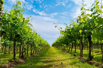 Poster de jardin Vignoble view of an Italian vineyard