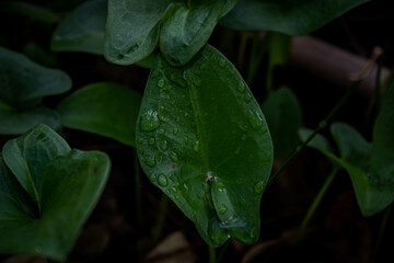 Otra visi&oacute;n de la naturaleza