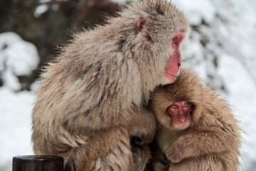 Obraz premium A family of Snow Monkies in japan enjoying a bath in the hot springs