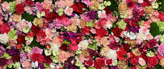 Carnation Flower wall background with amazing red, orange, pink, purple, green and white carnation flowers, Wedding decoration, hand made Beautiful flower wall background	