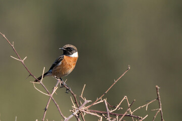 The European stonechat (Saxicola rubicola) is a small passerine bird that was formerly classed as a subspecies of the common stonechat.
