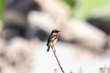 The European stonechat (Saxicola rubicola) is a small passerine bird that was formerly classed as a subspecies of the common stonechat.