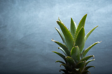 Ripe mini baby pineapple over dark background