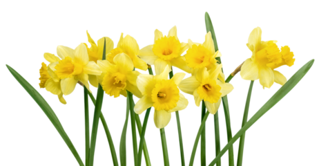 The spring cute yellow daffodils