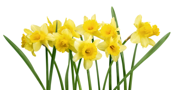 The spring cute yellow daffodils