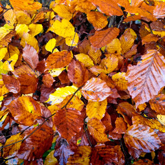 Herbstblätter