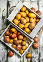 Potatoes on tray and in box.