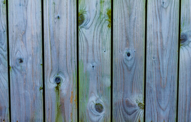 Old faded fence with algae and wood knots needing treatment