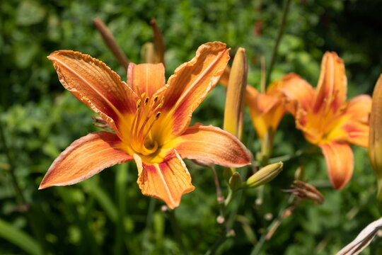 Blooming orange lily flowers. Tiger lilies in the garden for publication, design, poster, calendar, post, screensaver, wallpaper, postcard, banner, cover, website. High quality photo