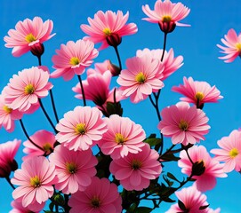 Obraz na płótnie Canvas beautiful pink cosmos flowers in the garden