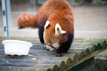 red panda eating bamboo