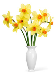 The spring cute yellow daffodils