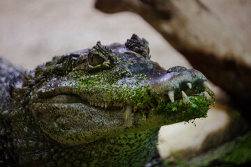 alligator in the everglades