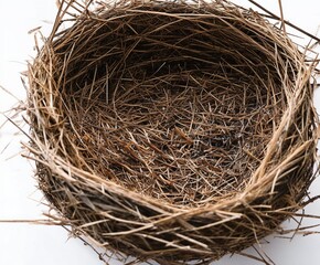 bird nest, close-up view