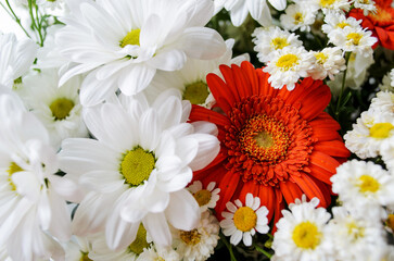 Floral background. Close-up of a bouquet of daisies and gerberas. White flowers.
