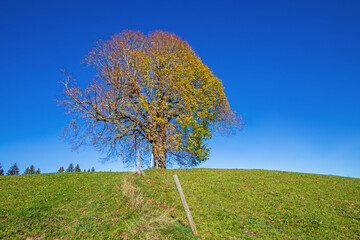 Allgäu - Baum - Herbst - Hügel - Ofterschwang - Herbst