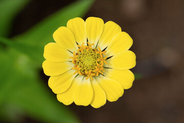 Close up of single, yellow flower, yellow colored, blooming zinnias flower . High quality photo