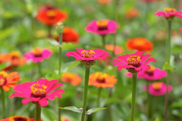 Zinnias flower garden with blurred background. high photo quality
