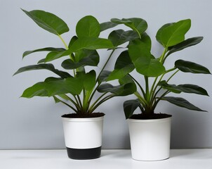 green plant in a pot on a white background