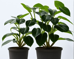 green plant in a pot on a white background