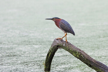 Green Heron Stands on a Log