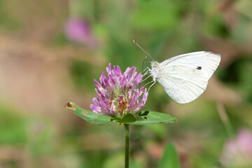 A Cabbage White Butterfly Eats Clover