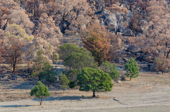 Mt Beckworth after fire burnt trees leaving patch of green