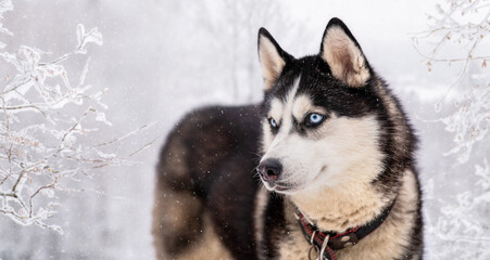 Husky dog portrait. Siberian husky with blue eyes in winter snowy park . © Maria Moroz
