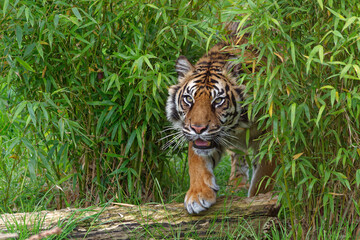 Tiger Prowl