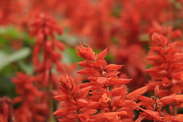 Red salvia closeup in garden