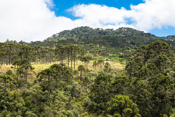 Rural landscape with hill and Araucaria pine forest.