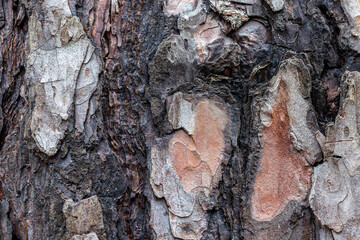 Tree bark macro close up shot