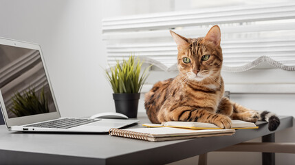 The domestic cat lies on the table near the laptop. Funny cat in the home office.
