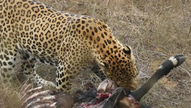 closeup shot of wild fully grown adult male leopard or panther or panthera pardus fusca feeding eating meat of blue bull or nilgai after hunting during safari at jhalana forest reserve jaipur india