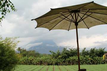 Fototapeta na wymiar The old white umbrella with garden view background