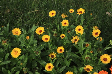 Obraz premium beautiful orange calendula flowers as wallpaper