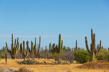 Cactus in Mexico