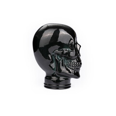 skeleton of the skull