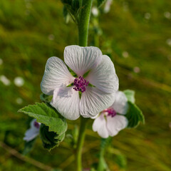 Flowering plant Marshmallow officinalis.