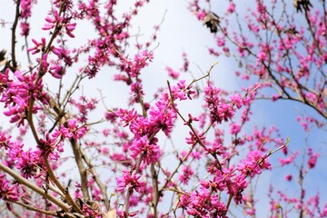 Cercis chinensis in full blooming