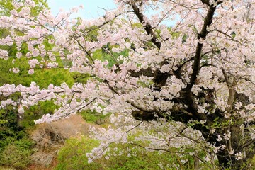 cherry blossoms in full blooming