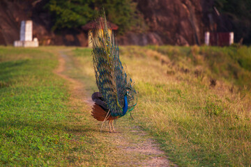 Peacock