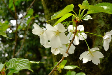 cherry blossoms in full blooming