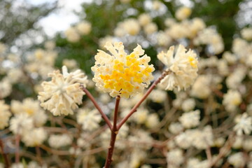 Oriental paperbush in full blooming